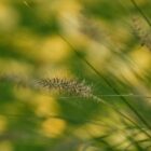 Est-ce que le médecin peut prescrire du CBD ? Est-ce que le médecin peut prescrire du CBD ?