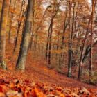 Où trouver du CBD de qualité à acheter ? Où trouver du CBD de qualité à acheter ?