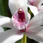 Quel est la fleur de CBD la plus puissante ? Quel est la fleur de CBD la plus puissante ?