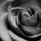 Quel est le CBD le plus efficace pour les douleurs ? Quel est le CBD le plus efficace pour les douleurs ?