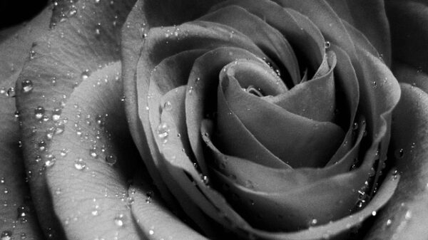 Quel est le CBD le plus efficace pour les douleurs ?