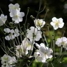 Quel sont les marque sûre pour le CBD ? Quel sont les marque sûre pour le CBD ?