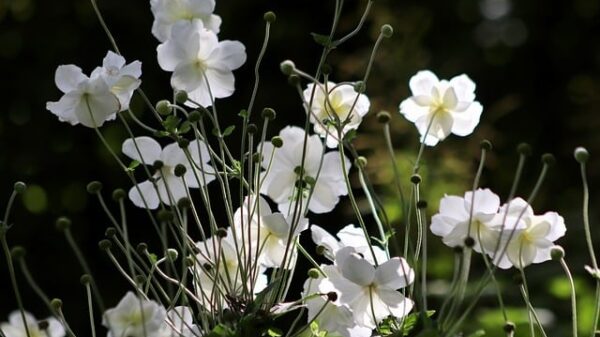 Quel sont les marque sûre pour le CBD ?