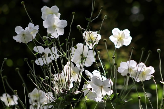 Quel sont les marque sûre pour le CBD ?