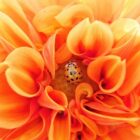 Quelle forme de CBD est la plus efficace ? Quelle forme de CBD est la plus efficace ?