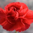 Quels sont les médicaments à ne pas prendre avec du CBD ? Quels sont les médicaments à ne pas prendre avec du CBD ?