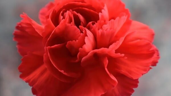 Quels sont les médicaments à ne pas prendre avec du CBD ?