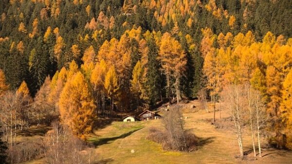 Quels sont les médicaments à ne pas prendre avec du CBD ?