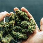 quel-est-le-prix-dun-gramme-de-cbd